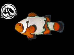 Snowflake Clownfish - Quarantined