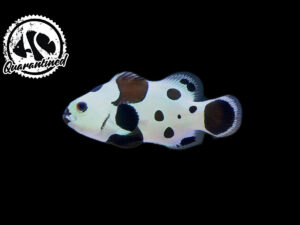Black Storm Clownfish - Quarantined