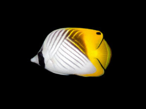 Threadfin Butterflyfish