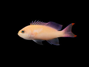 Truncate Anthias