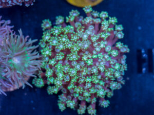 H08 - Alveopora