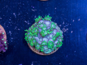H15 - Goniopora