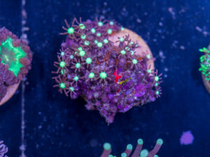 H16 - Star Polyp