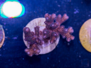H19 - Pocillopora