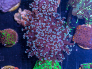 H24 - Frogspawn