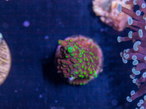 H25 - Acropora