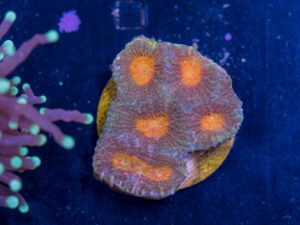 I15 - Acan Echinata