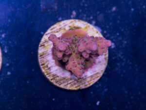 I18 - Acropora