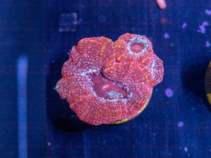 I27 - Acan Bowerbanki