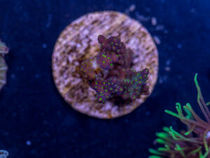 J16 - Acropora
