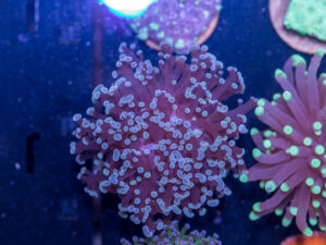 J21 - Frogspawn