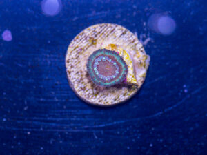 K13 - Lobophyllia