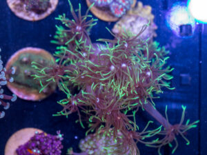 K15 - Goniopora