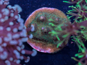 K16 - Acropora
