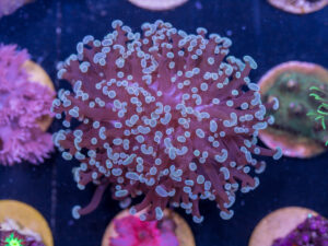 K17 - Frogspawn