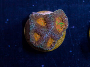 K27 - Acan Echinata