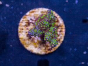 L08 - Acropora