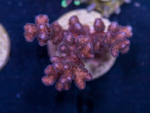 L09 - Pocillopora