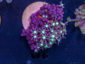 L15 - Star Polyp