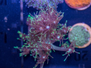 L20 - Goniopora