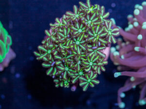 L23 - Tubipora