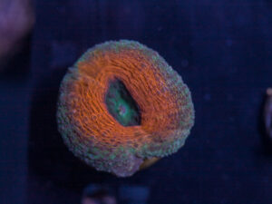 L27 - Lobophyllia