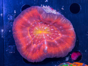 Scolymia