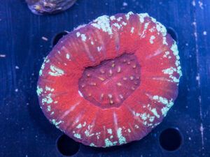 Scolymia