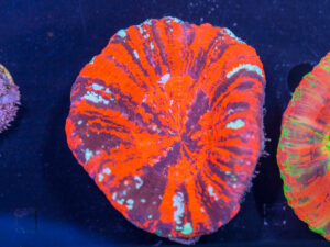 Scolymia