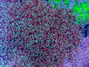 Frogspawn