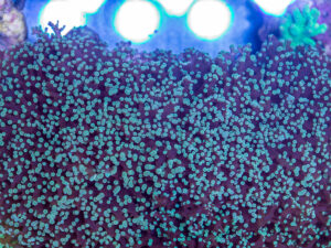Frogspawn