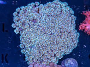 Goniopora