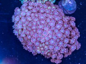 Goniopora
