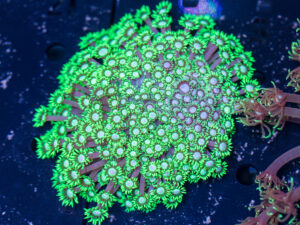 Goniopora