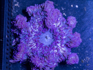 Crispa Anemone