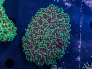 Frogspawn