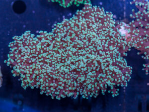 Frogspawn