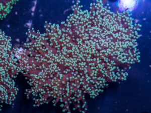 Frogspawn