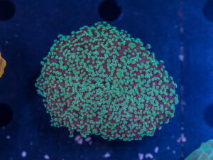 Frogspawn