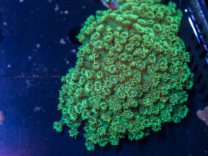 Goniopora