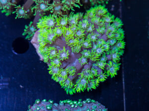 Goniopora