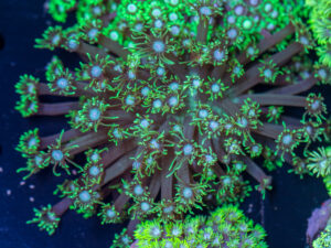 Goniopora