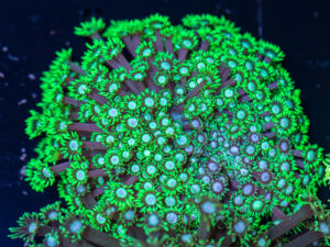 Goniopora