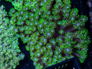 Goniopora