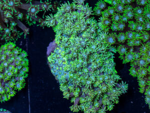 Goniopora