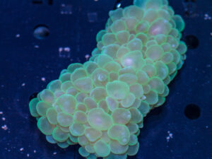 Bubble