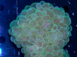 Bubble