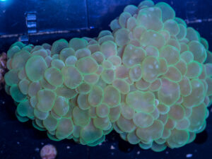 Bubble
