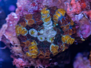 Rhodactus