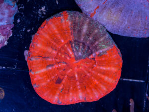 Scolymia
